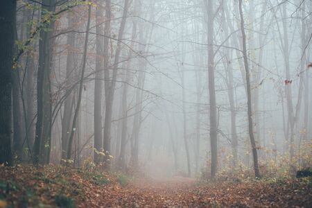 Forest in fog with mist. Fairy spooky looking woods in a misty day. Cold foggy morning in horror forest with treesの写真素材