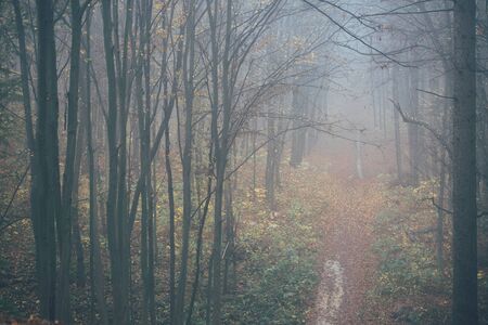Forest in fog with mist. Fairy spooky looking woods in a misty day. Cold foggy morning in horror forest with treesの写真素材