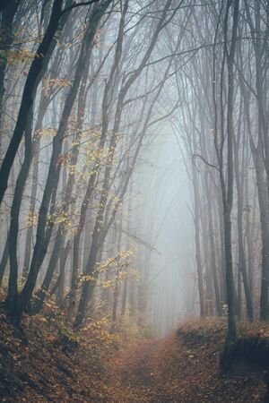 Forest in fog with mist. Fairy spooky looking woods in a misty day. Cold foggy morning in horror forest with treesの写真素材