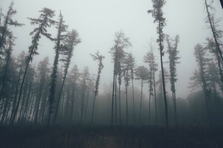 Forest in fog with mist. Fairy spooky looking woods in a misty day. Cold foggy morning in horror forest with treesの写真素材