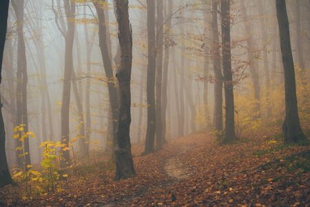 Forest in fog with mist. Fairy spooky looking woods in a misty day. Cold foggy morning in horror forest with treesの写真素材