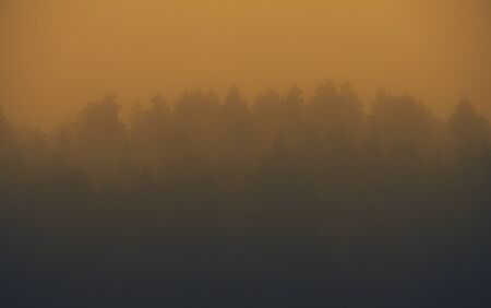 Forest in fog with mist. Fairy spooky looking woods in a misty day. Cold foggy morning in horror forest with treesの写真素材