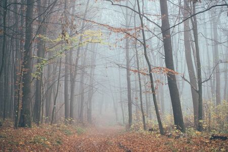Forest in fog with mist. Fairy spooky looking woods in a misty day. Cold foggy morning in horror forest with treesの写真素材