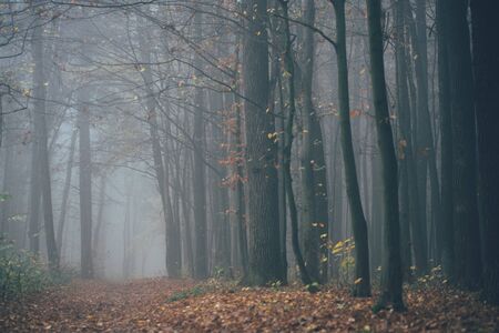 Forest in fog with mist. Fairy spooky looking woods in a misty day. Cold foggy morning in horror forest with treesの写真素材