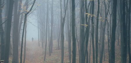 Man in tall forest in fog or mist. Dark spooky forest with man wondering in the nature with tourist bagの写真素材
