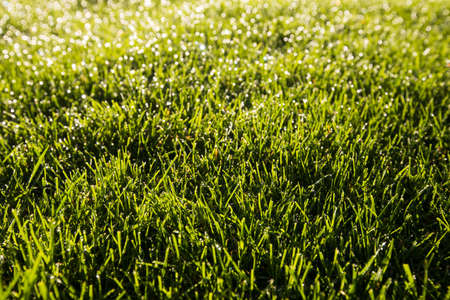 Fresh grass in mourning sunlight