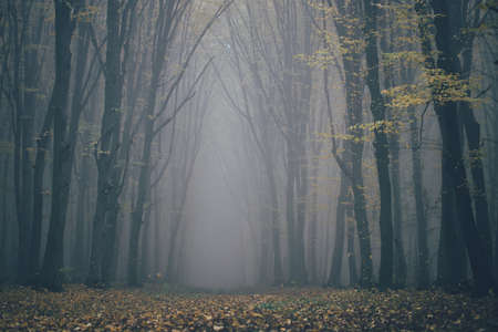 Forest in fog with mist. Fairy spooky looking woods in a misty day. Cold foggy morning in horror...