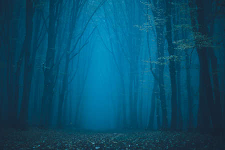 Man lost in a spooky forest. Forest in fog with mist. Fairy spooky looking woods in a misty day with a man lost in it. Cold foggy morning in horror forestの写真素材