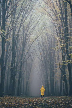 Man lost in a spooky forest. Forest in fog with mist. Fairy spooky looking woods in a misty day with a man lost in it. Cold foggy morning in horror forestの写真素材