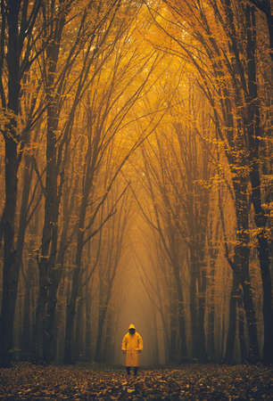 Man lost in a spooky forest. Forest in fog with mist. Fairy spooky looking woods in a misty day with a man lost in it. Cold foggy morning in horror forestの写真素材