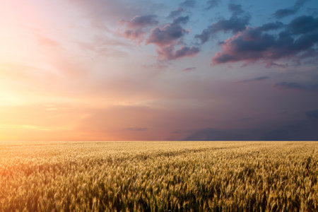 Wheat field sunset background with dramatic skyの写真素材