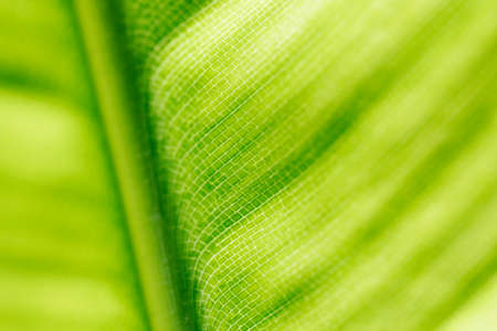 Leaf green macro image backgroundの写真素材