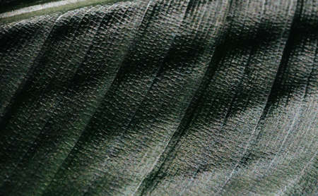 Leaf green macro image backgroundの写真素材