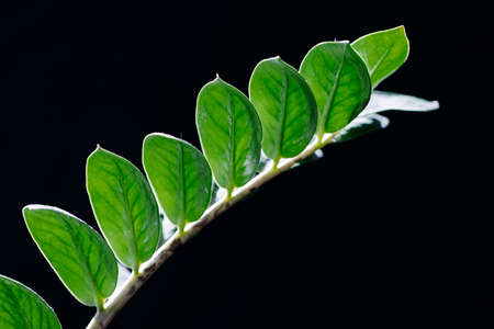 Leaf green macro image backgroundの写真素材