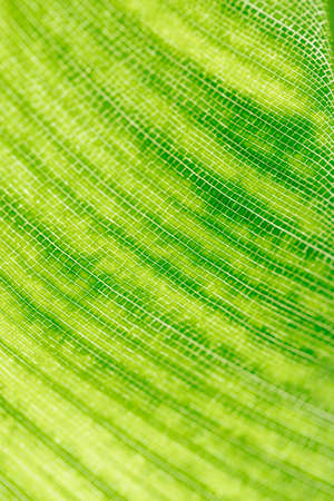 Leaf green macro image backgroundの写真素材