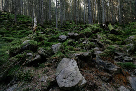 Dark mountain forest covered in mossの写真素材