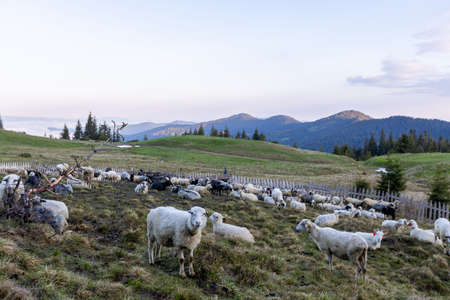 Herd of sheep in the mountains grazing on green grass pastureの写真素材