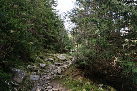 Dark mountain forest covered in mossの写真素材