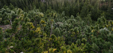 Dark mountain forest covered in mossの写真素材