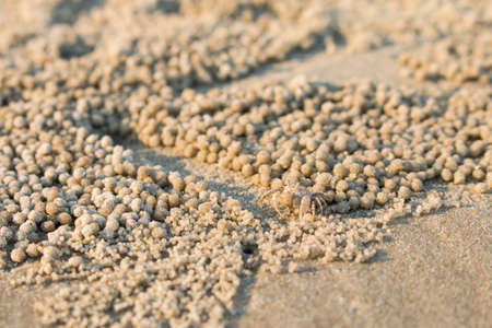 little white crab on sand closeup shotの写真素材