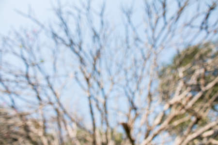 Blurred tree abstract nature background.の写真素材