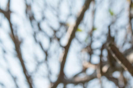 Blurred tree abstract nature background.の写真素材