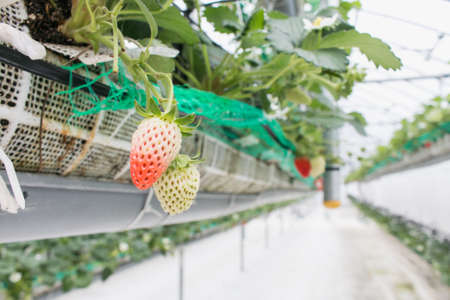 Close up - Strawberry on the branch in strawberry plantingの写真素材