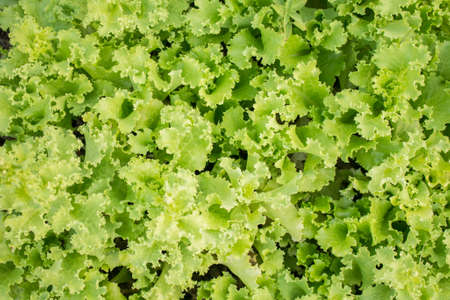 Fresh lettuce leaves texture, green salad, Selective focus.の写真素材