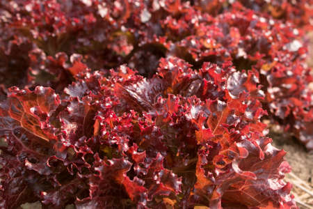 Organic vegetables salad. Red coral in backyard gardenの写真素材