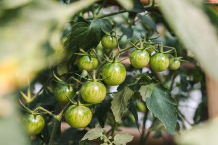 Ripe organic tomatoes plants growing on a branch.の写真素材
