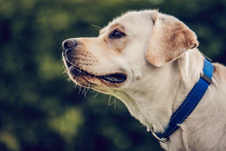 Close-up of beautiful dog labrador outdoors. Golden retriever labrador on green grass.の写真素材