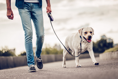 Cropped image of handsome young man with labrador outdoors. Man on a walk in the city with his dog.の写真素材