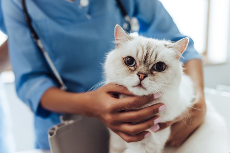 Cropped image of beautiful female doctor veterinarian with stethoscope is examining cute white cat...
