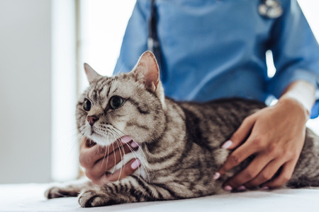 Cropped image of beautiful female doctor veterinarian with stethoscope is examining cute grey cat at vet clinic.の写真素材