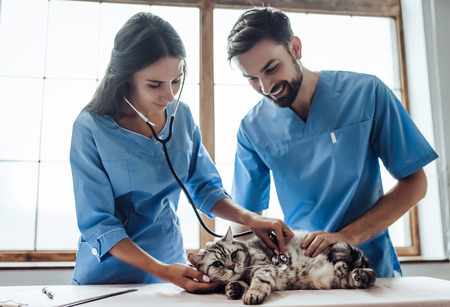 Handsome doctor veterinarian and his attractive assistant at vet clinic are examining cute grey cat...