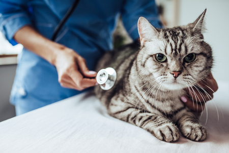 Cropped image of beautiful female doctor veterinarian with stethoscope is examining cute grey cat at vet clinic.の写真素材