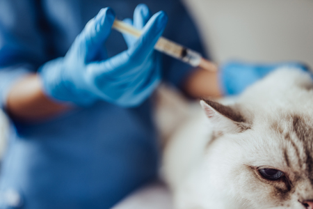 Cropped image of attractive female doctor veterinarian is examining cute white cat at vet clinic. Preparing to make an injection.の写真素材