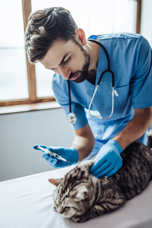 Handsome male doctor veterinarian with stethoscope is examining cute grey cat at vet clinic. Preparing to make an injection.の写真素材