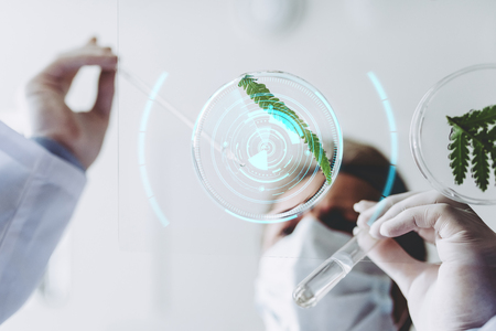 Senior experienced scientist is working in laboratory. Doing investigations with leaves and Petri dish. Genetic engineering. Making biological discovering. Biochemistry, biotechnology, cloning.の写真素材