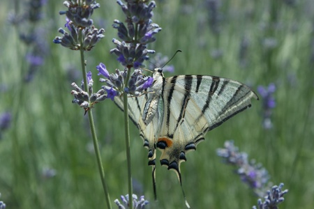 Butterfly with open wings eating nectar from lavanda flower close-upの写真素材