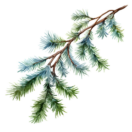 Watercolor Christmas tree branch isolated on white background. Hand painted illustration.の素材