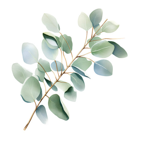 Eucalyptus branch with green leaves isolated on white background. Watercolor illustrationの素材