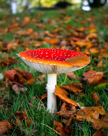 A toadstool, fly agaric, amanita muscaria, growing on grassland, covered in autumn colors