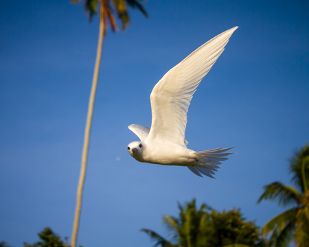 A fairy tern hovering in a tropical setting, with coconut palms in the background.の写真素材