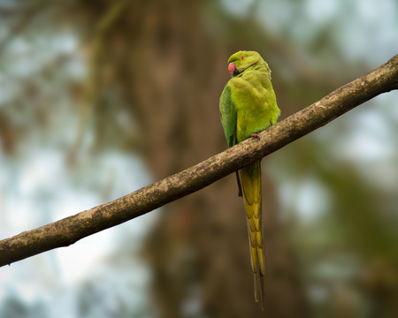 A Rose-ringed parakeet Psittacula krameri ,is perched on a branch. The stunning green and yellow colours contrast in a moody woodland scene.の写真素材