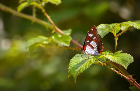 Butterfly perched on blackberry leafの写真素材