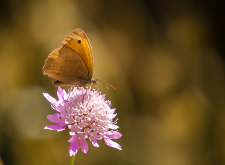 A medow brown butterfly standing on a pink composite flowerの写真素材