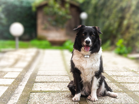 Border Collie Portraitの写真素材