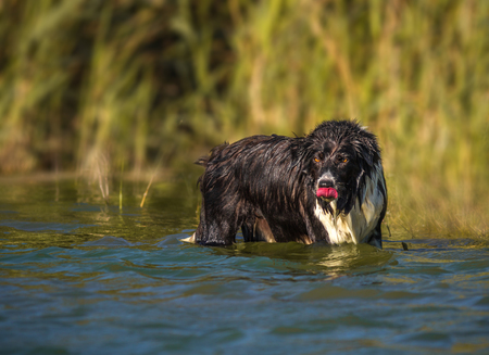 Border Collie playing in the Seaの写真素材