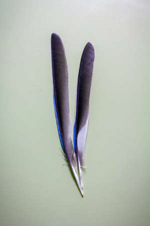 Iberian Magpie Feathers